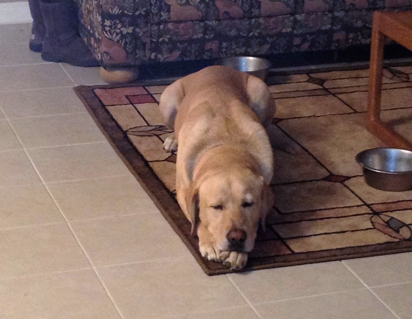 Good Dog Dog Training