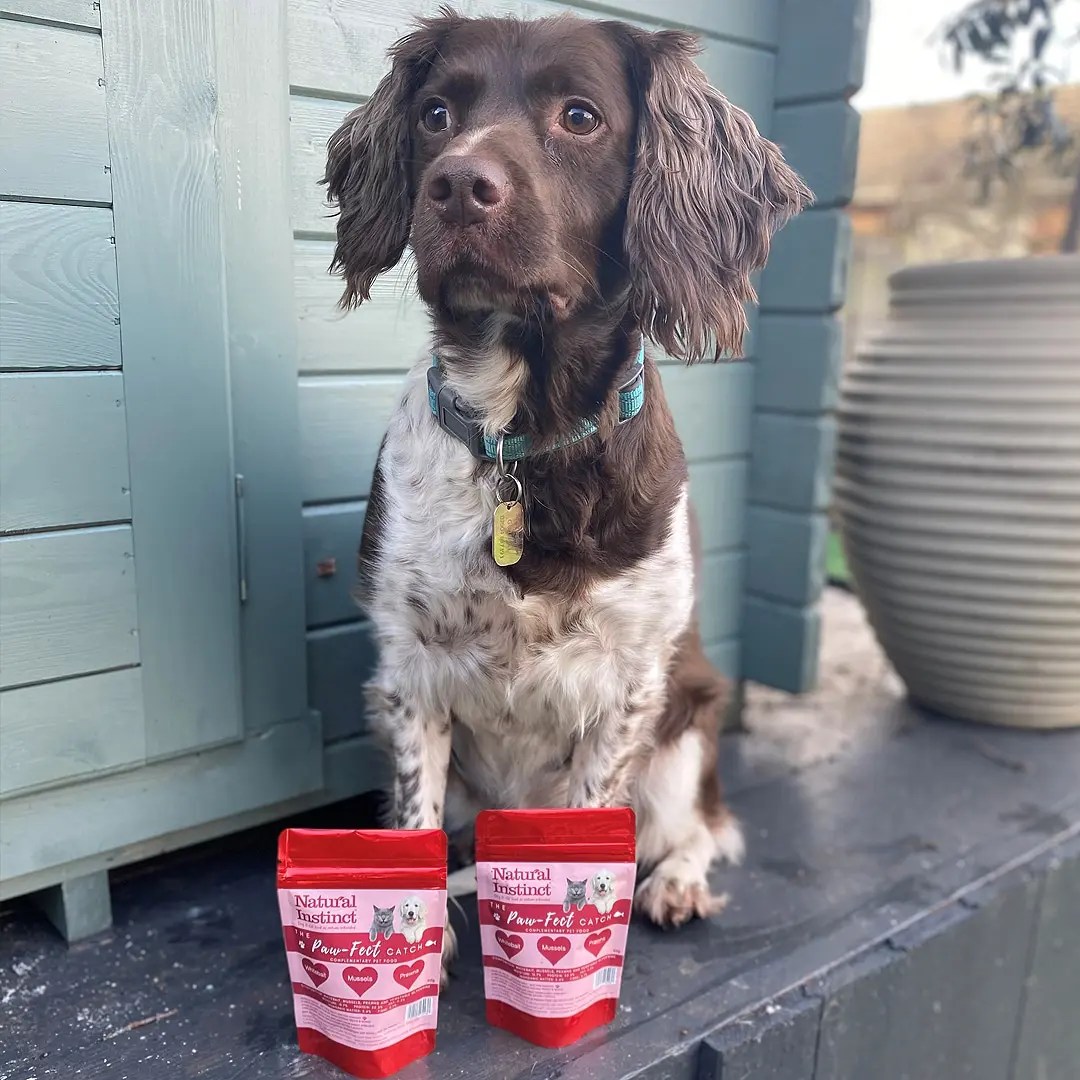 A PawFect Catch for dogs on Valentine's Day Good Doggy Guide