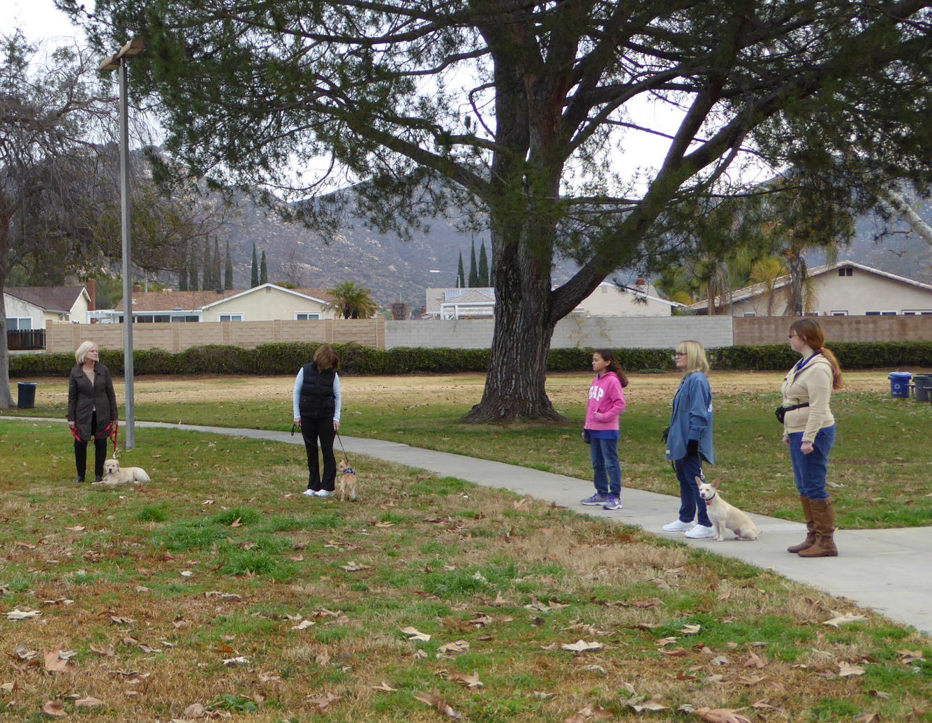 Good Dog Training School