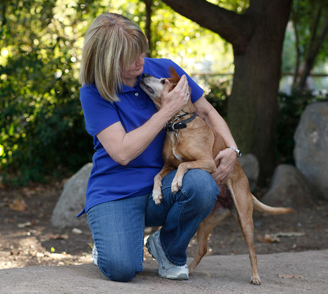 Good Dog Training School