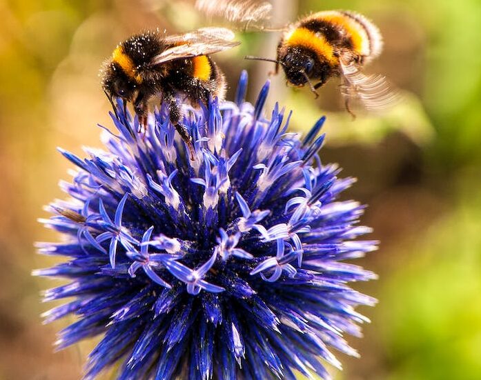 Top 5 Pollinators Bee Edition! • Good Earth Pest Company