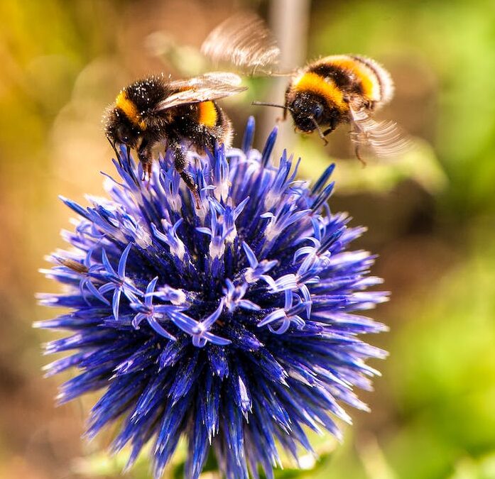 Top 5 Pollinators Bee Edition! • Good Earth Pest Company