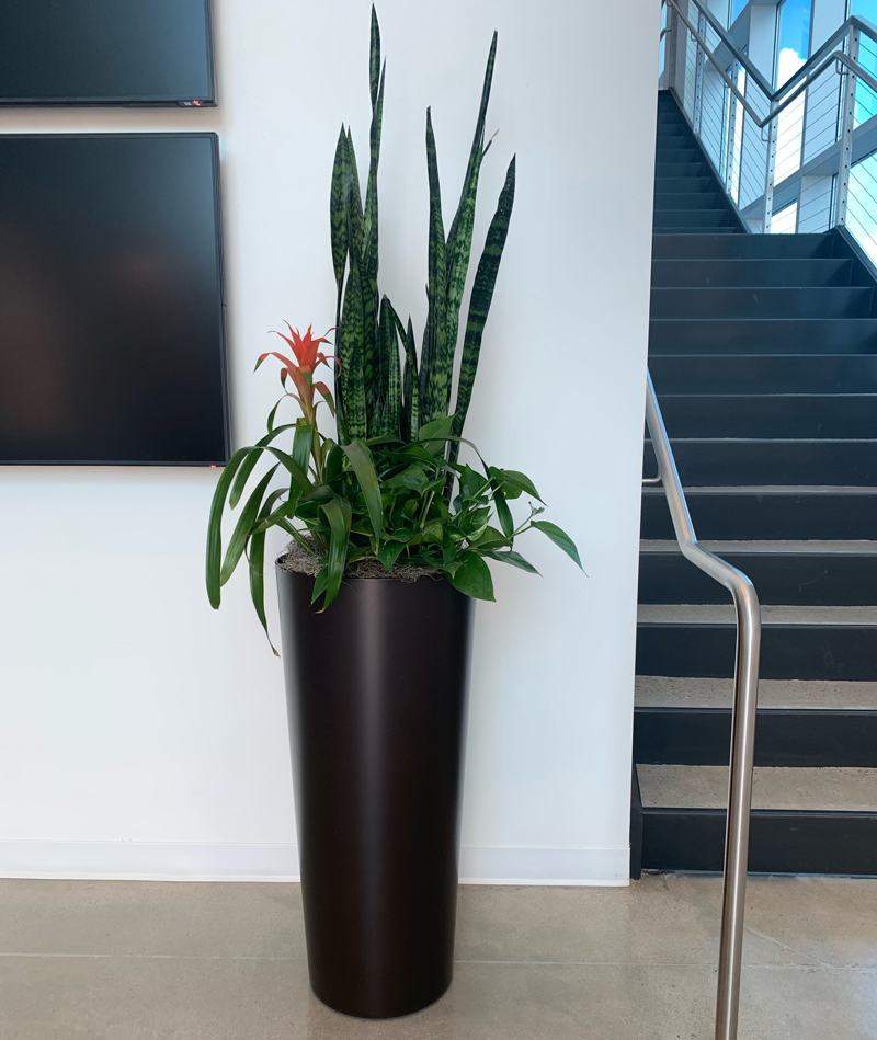 Indoor Plant Container Basics For Everyone Good Earth Plants