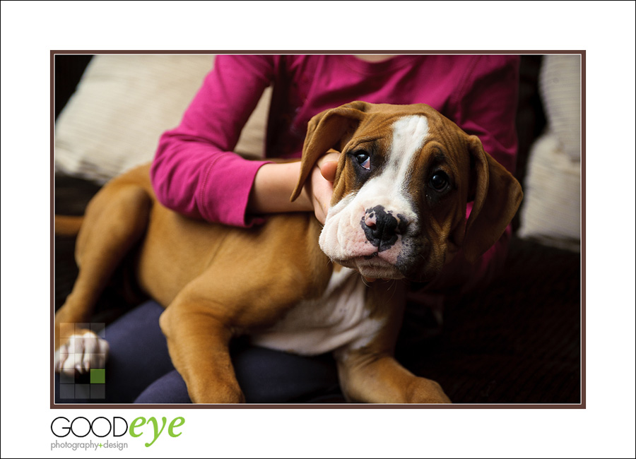 NorCal Boxer Rescue (Puppies)