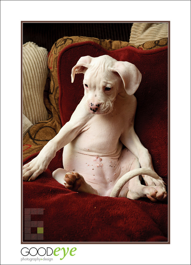 NorCal Boxer Rescue (Puppies)