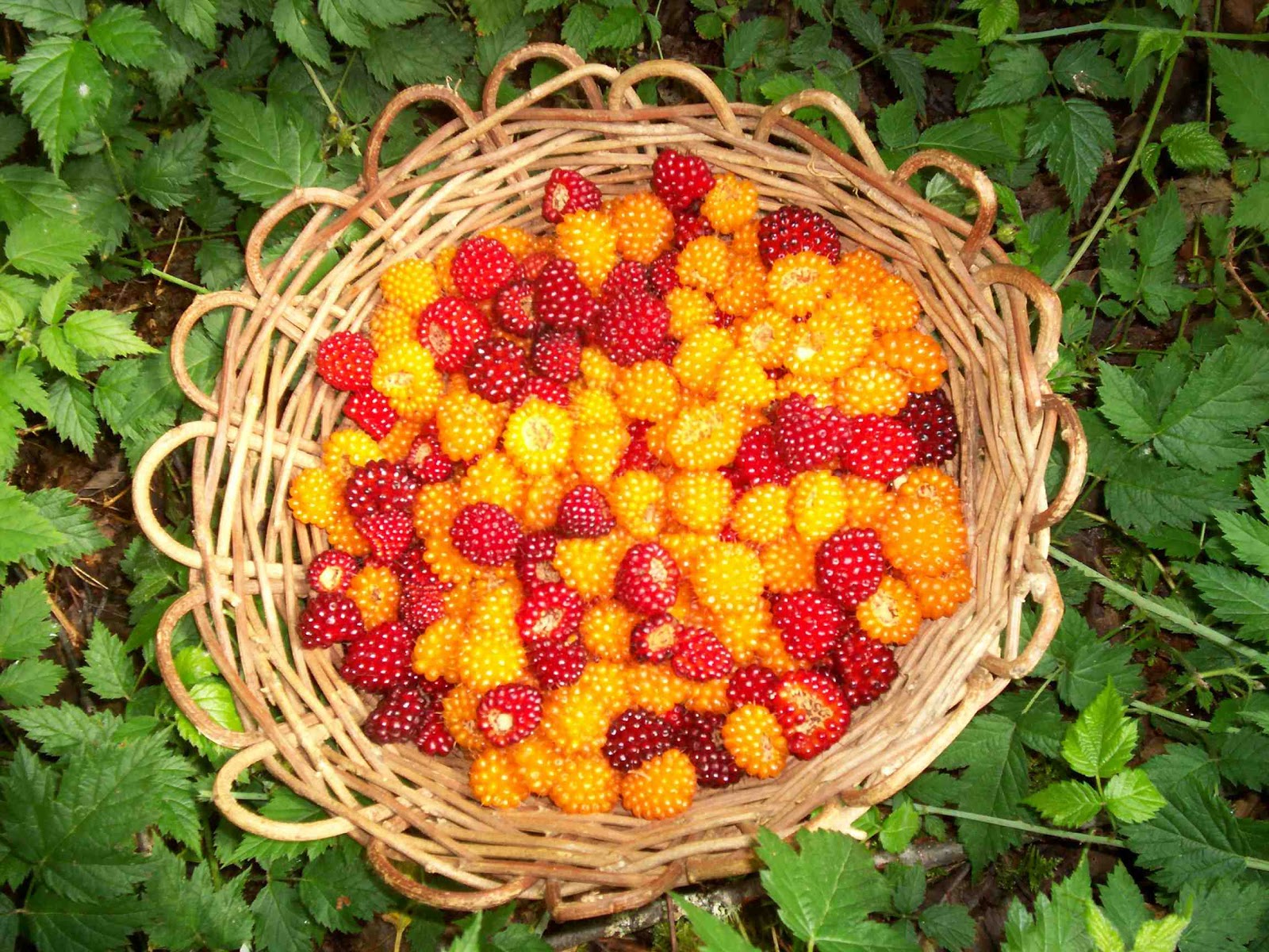 Salmonberry Food, Medicine, Culture Part 1 GoodFood World