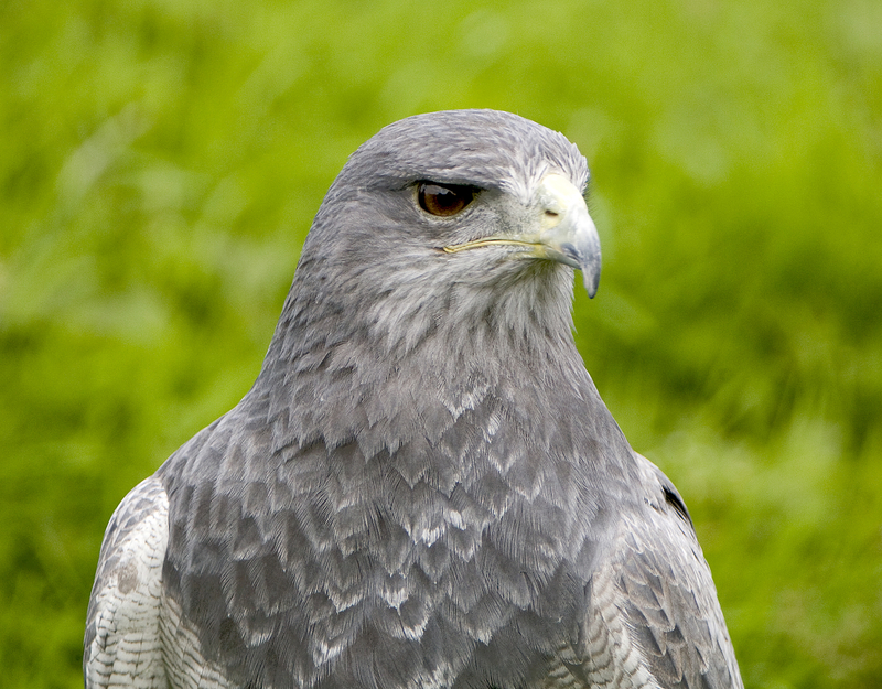 Grey Hawk closeup image Free stock photo Public Domain photo CC0
