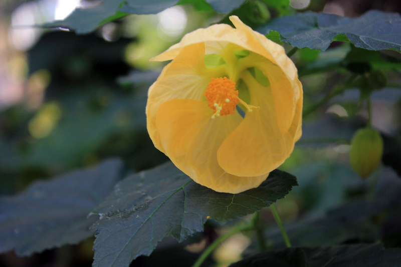 Flowering Maple image Free stock photo Public Domain photo CC0 Images