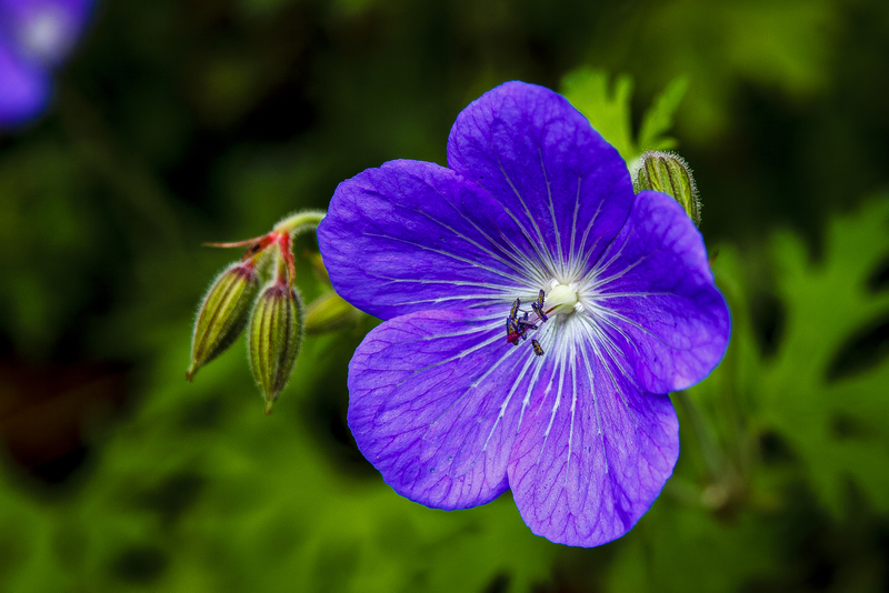 Violet Flower image Free stock photo Public Domain photo CC0 Images