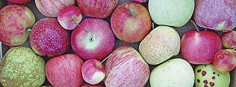 New Apple Varieties 2023 Urgent Need For New Apple Varieties | Good Fruit Grower