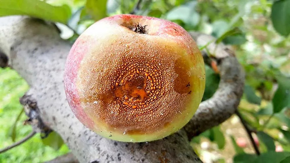 Bitter discovery of new bitter rot pathogen Good Fruit