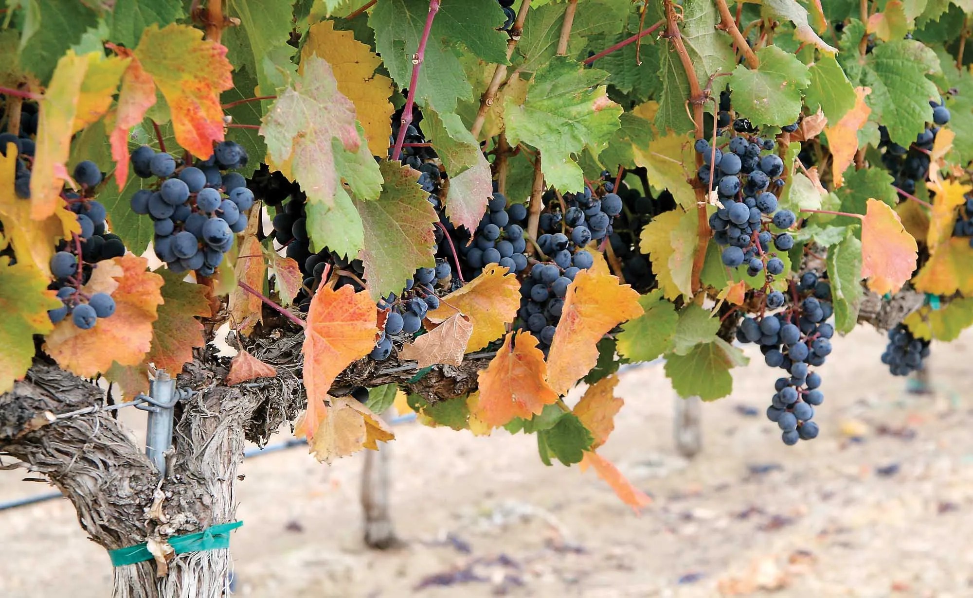 Wine grape growers invited to meetings on pest management plan Good
