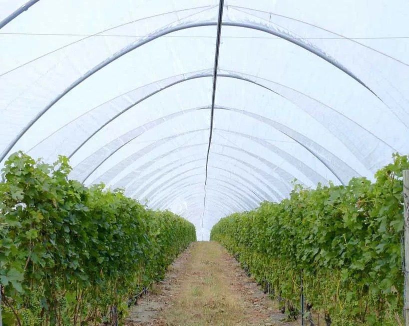 High tunnels extend vineyard growing season Good Fruit Grower