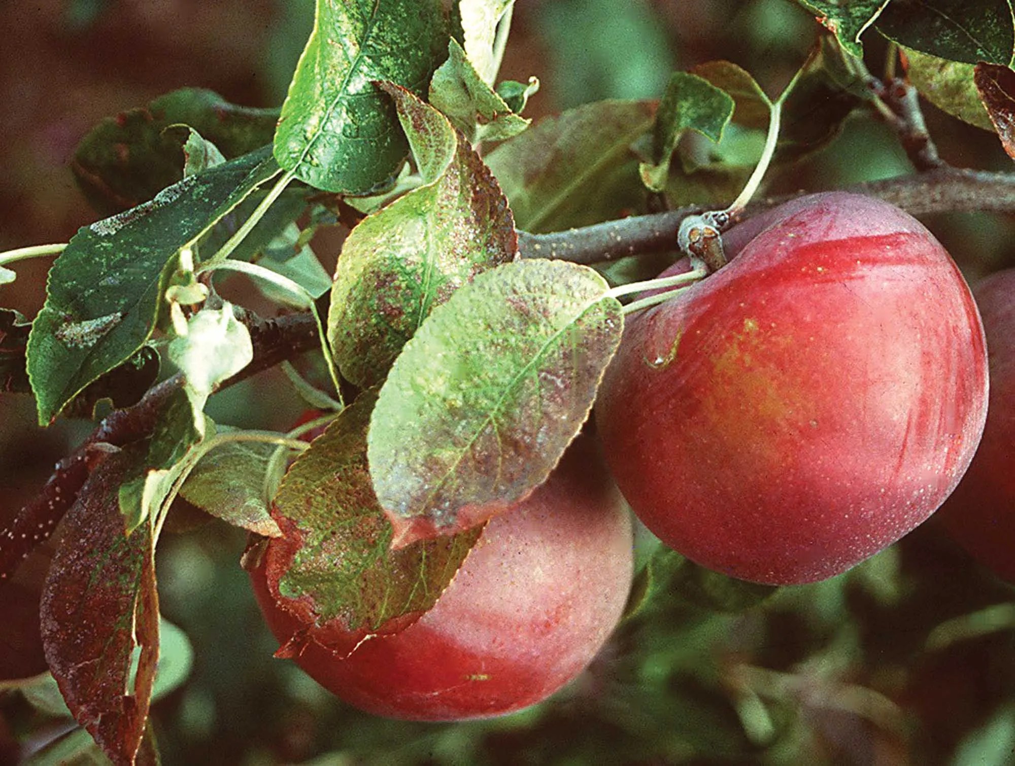 Manage nutrients precisely Good Fruit Grower