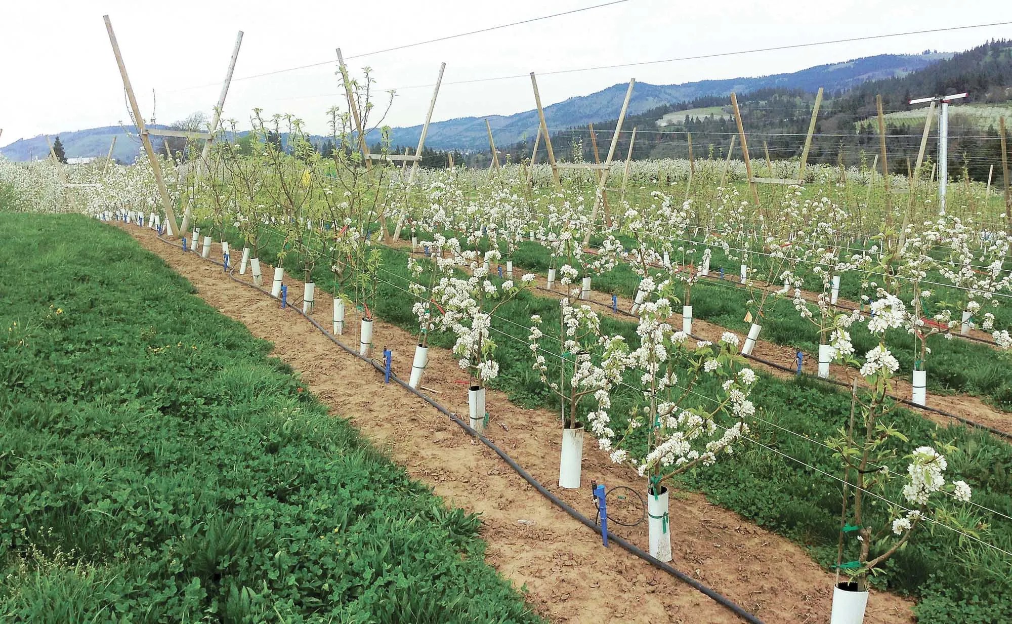 Promising pear rootstocks Good Fruit Grower
