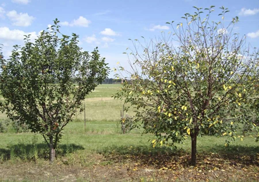 California cling peach growers plant more trees as prices improve
