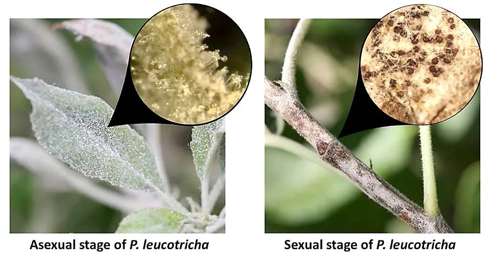 Good to Know Is apple powdery mildew on a surge? Good Fruit Grower