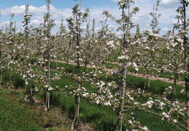 Horticulturist favors tall spindle Good Fruit Grower
