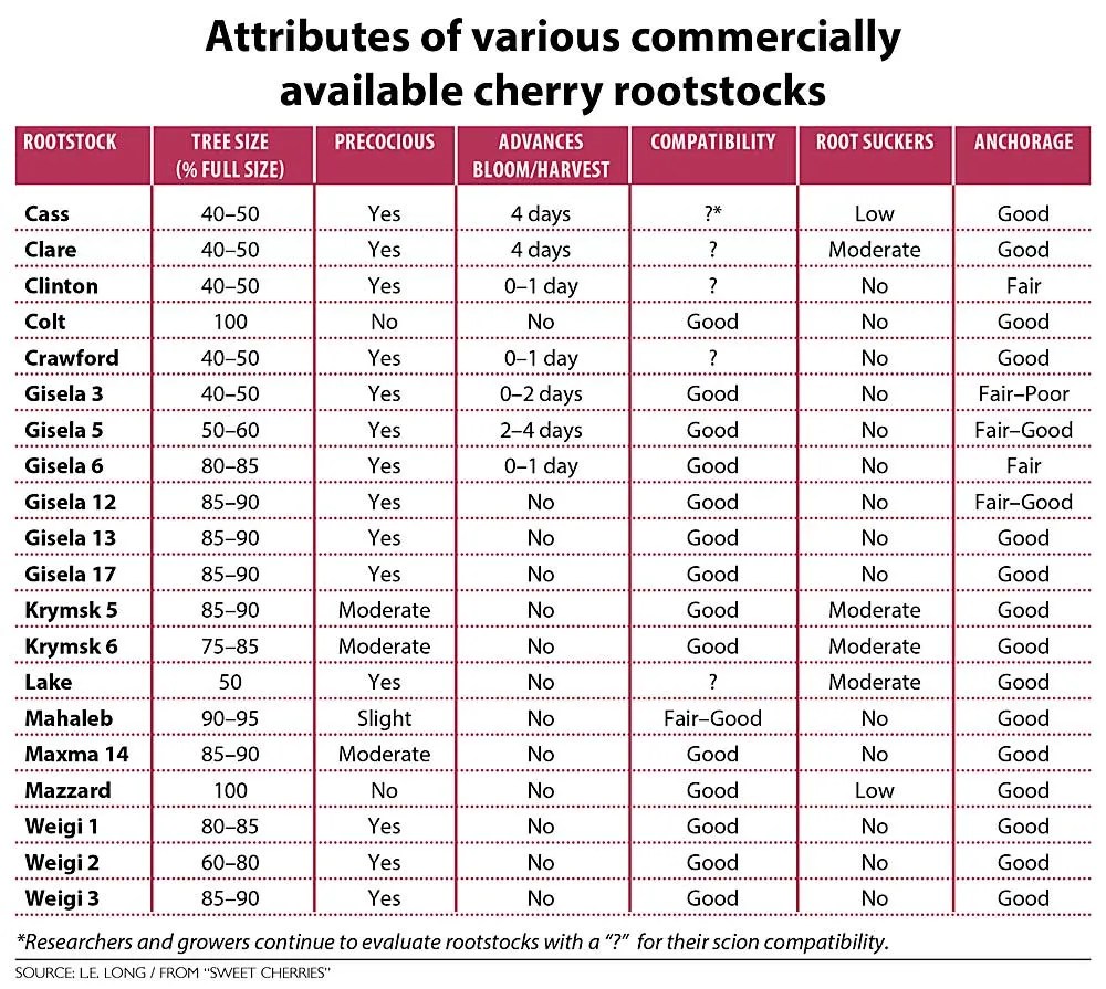 A lot of choices for cherry rootstocks Good Fruit Grower