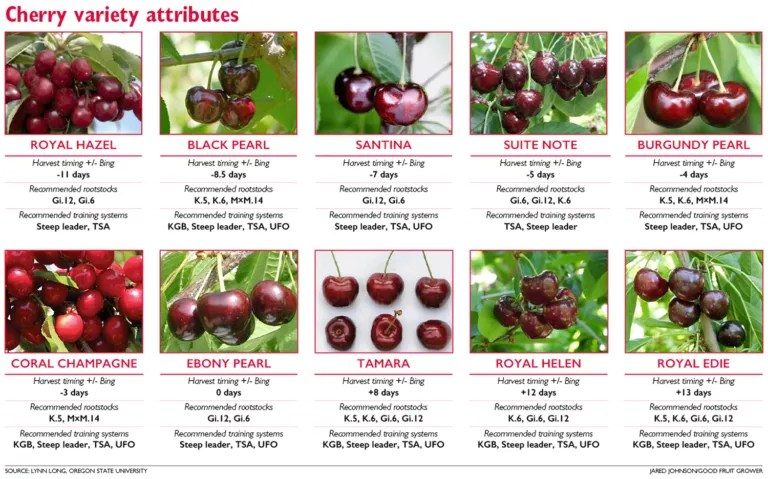 Some promising cherry variety picks – Good Fruit Grower