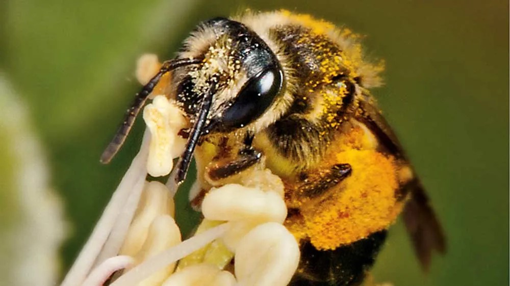 Pollination calculation Every bee counts Good Fruit Grower