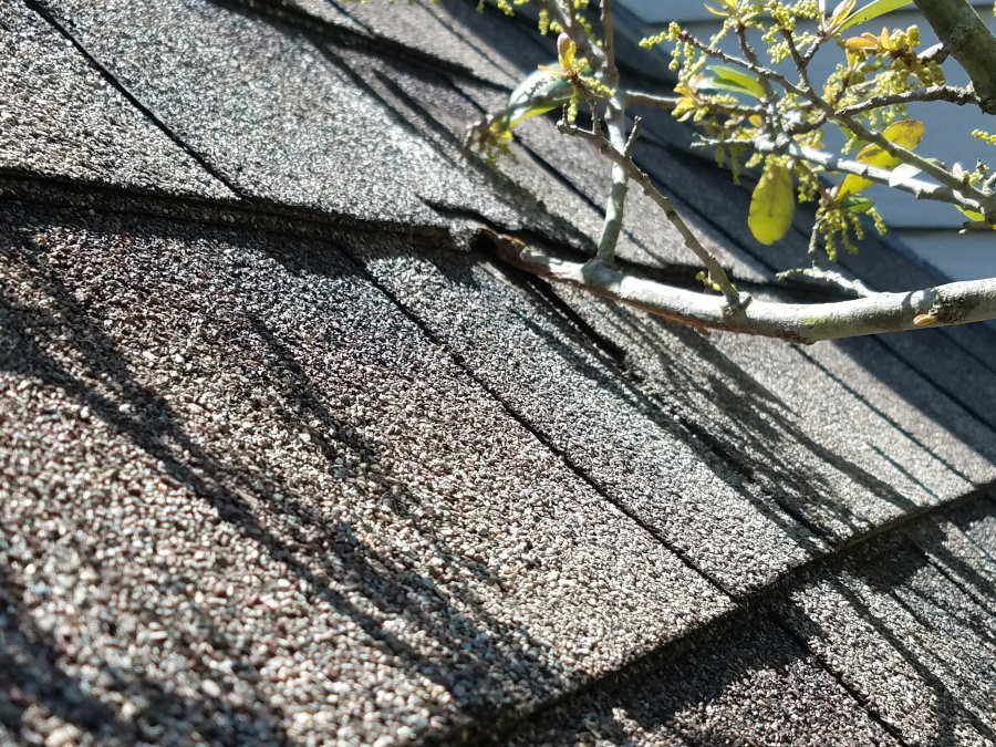 The Importance of Roofline Clearance Good Guys Tree Service Tree