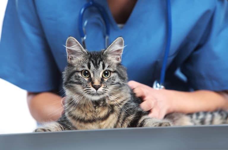 Can You Use Dog Dewormer On Cats?