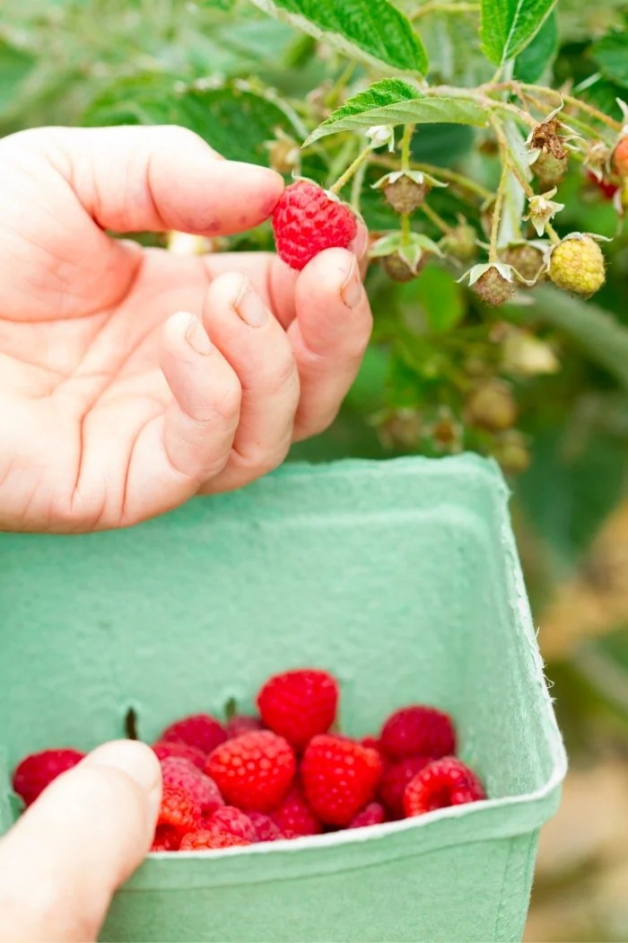 Raspberry Season Good Life Eats