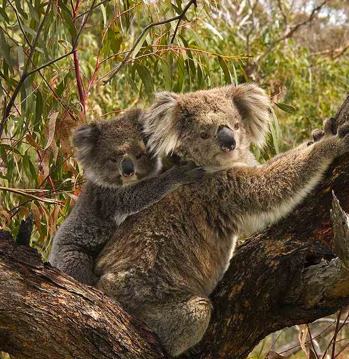 Koala Breakthrough Vaccine Protects Against Deadly