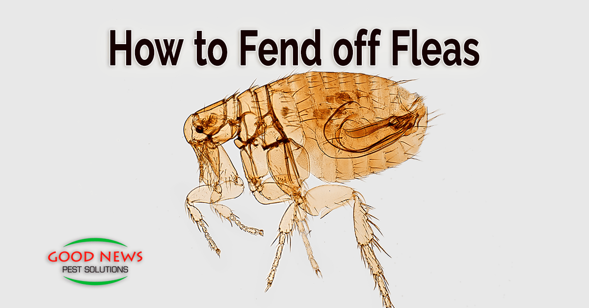 How to Fend off Fleas Pest Control in Venice, FL Good News Pest Solutions