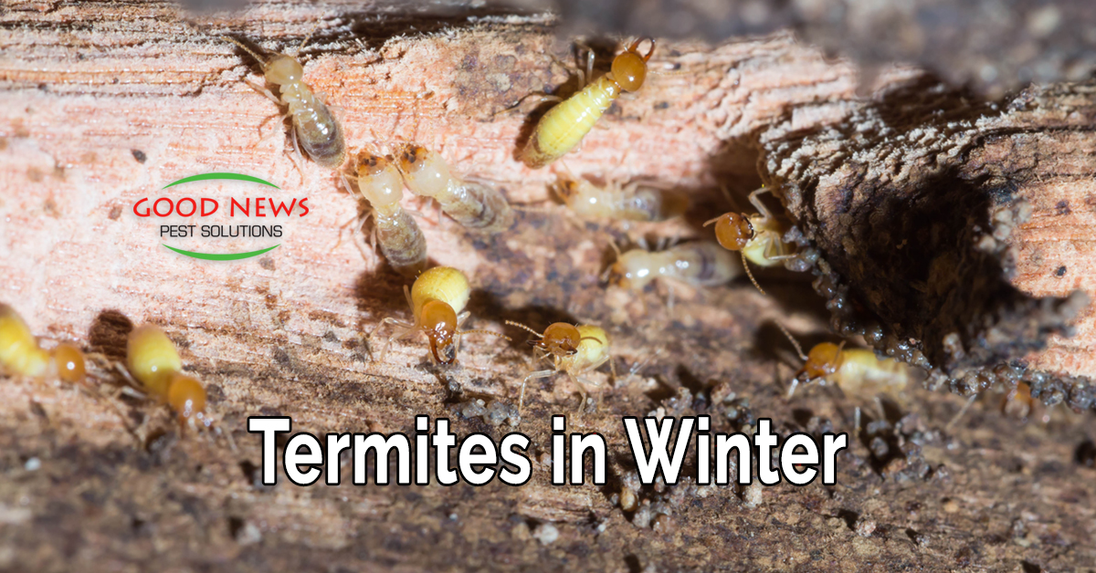 Termites in Winter Pest Control in Venice, FL Good News Pest Solutions