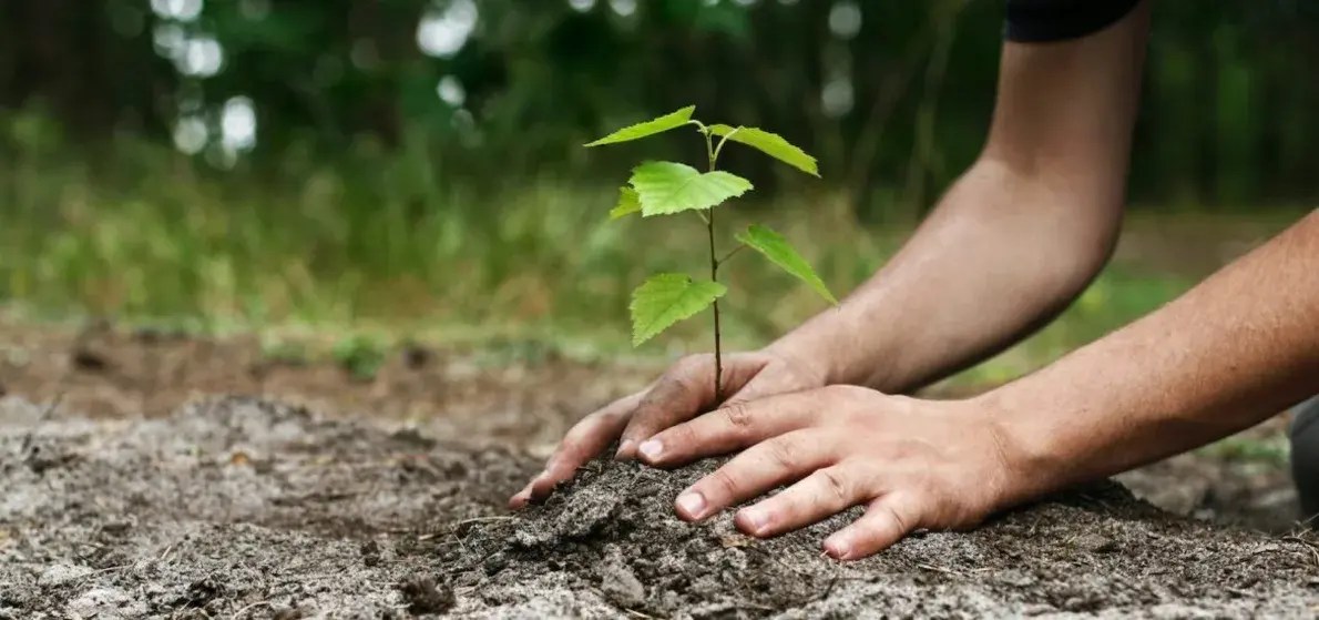 A Greener Future See How this Bill will Plant Trees and