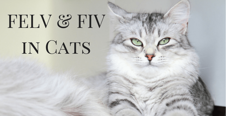 FELV and FIV in Cats Good Pet Parent