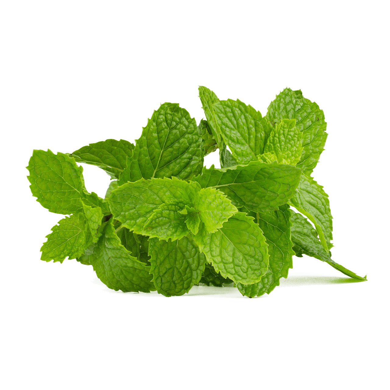 Homemade Dog Toothpaste Any Pet Owner Can Make [5 Simple Recipes]