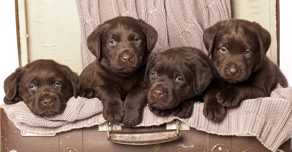 Chocolate Labrador Puppies The good shepherd kennel