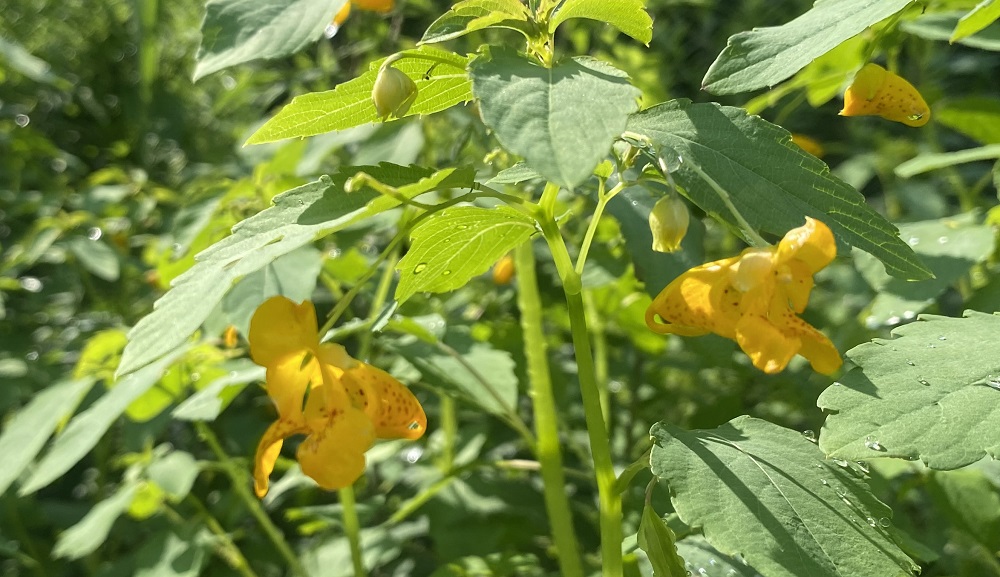 Plant of the month August Good Spirits Farm