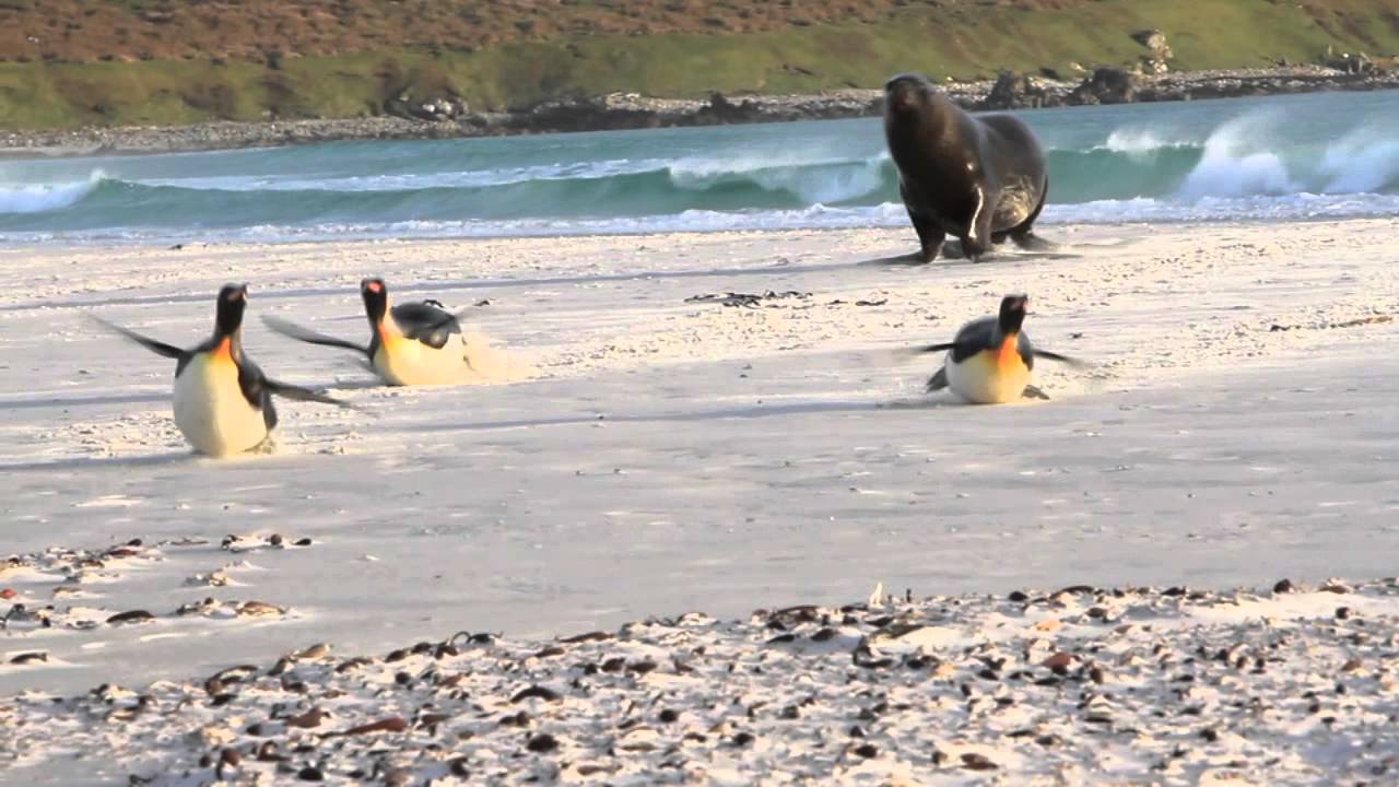 Penguins running from a seal is the funniest chase ever