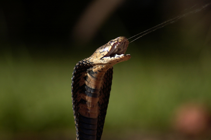 Ladysmith mother saves baby from Mozambique Spitting Cobra