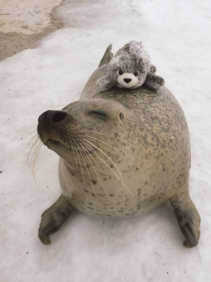 Meet the cutest seal in the world and his cuddly doppelgänger soft toy