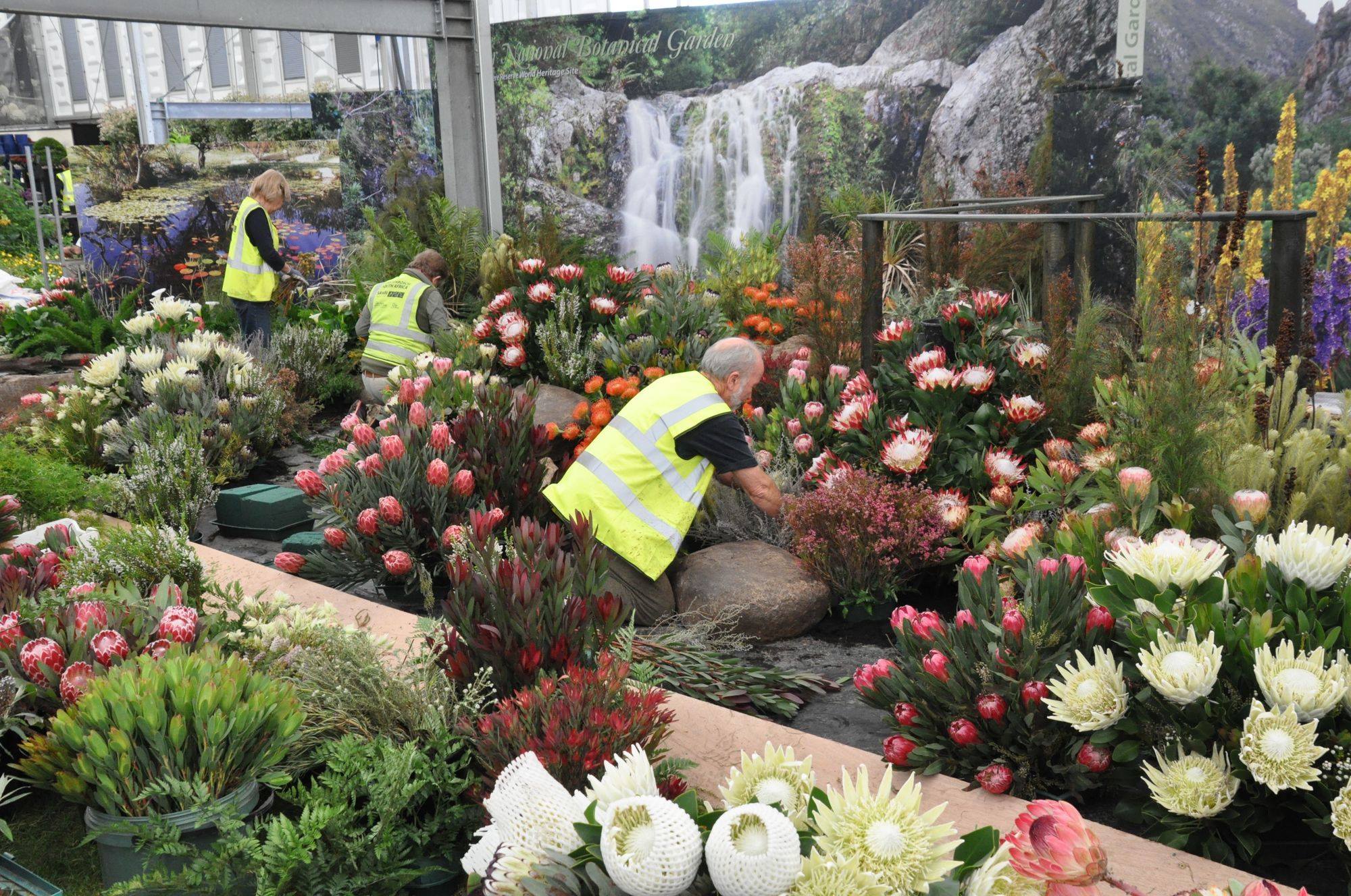 South Africa wins Gold and more at the Chelsea Flower Show 2017!