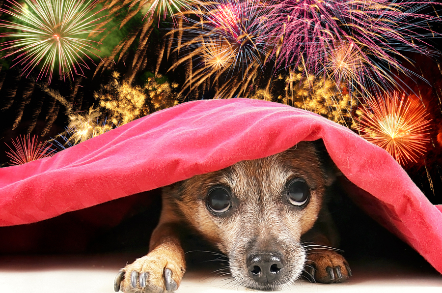 How to Prepare Yourself and Your Pet for Fireworks this Week