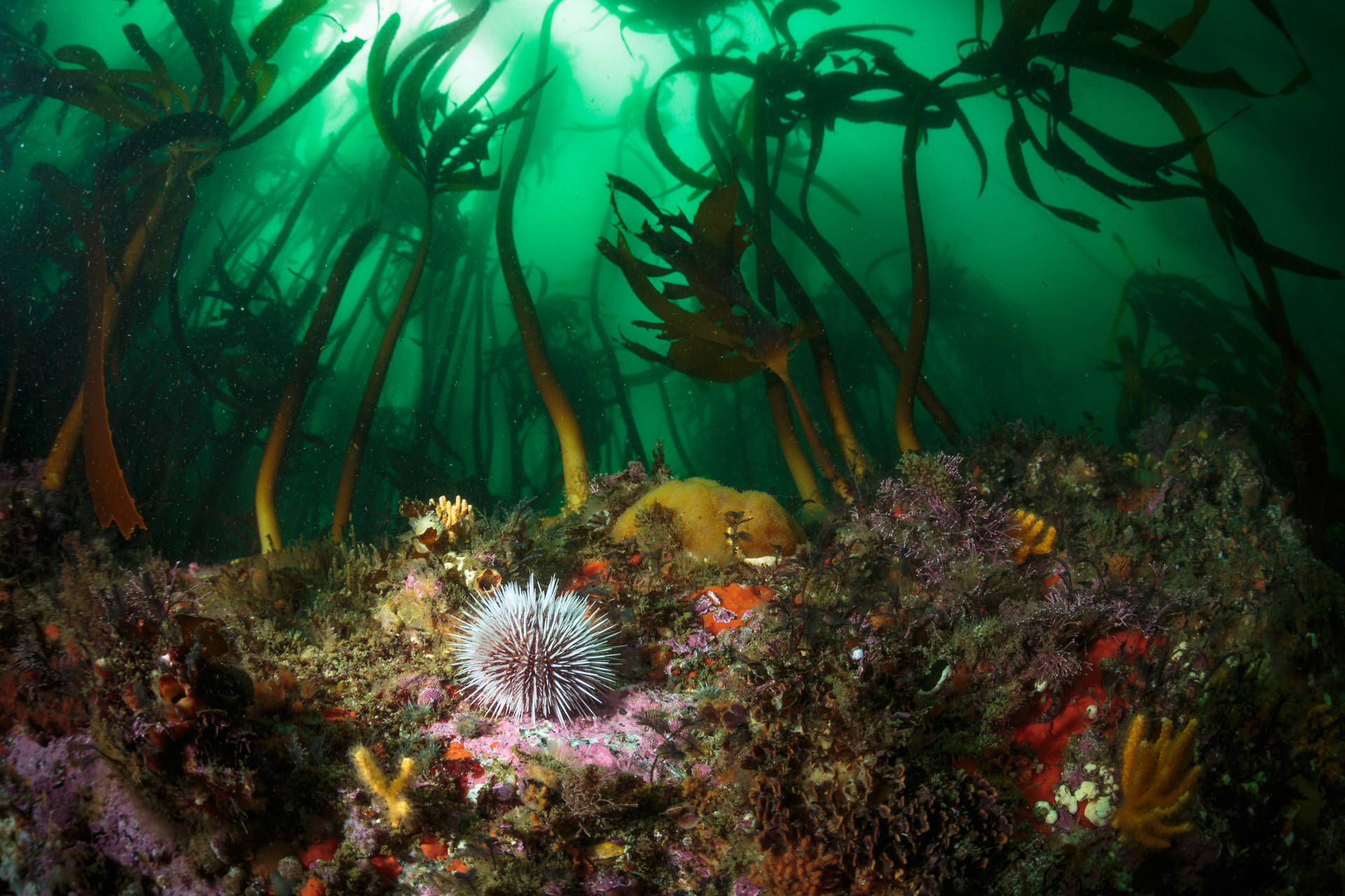 Must Watch An enchanting look at the Kelp Forests of False Bay