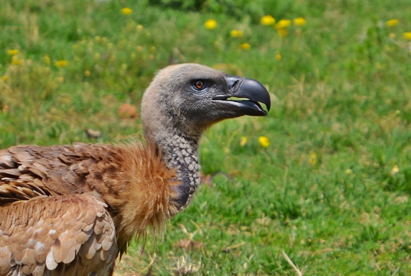 In Pictures Three endangered vultures were released back into the wild