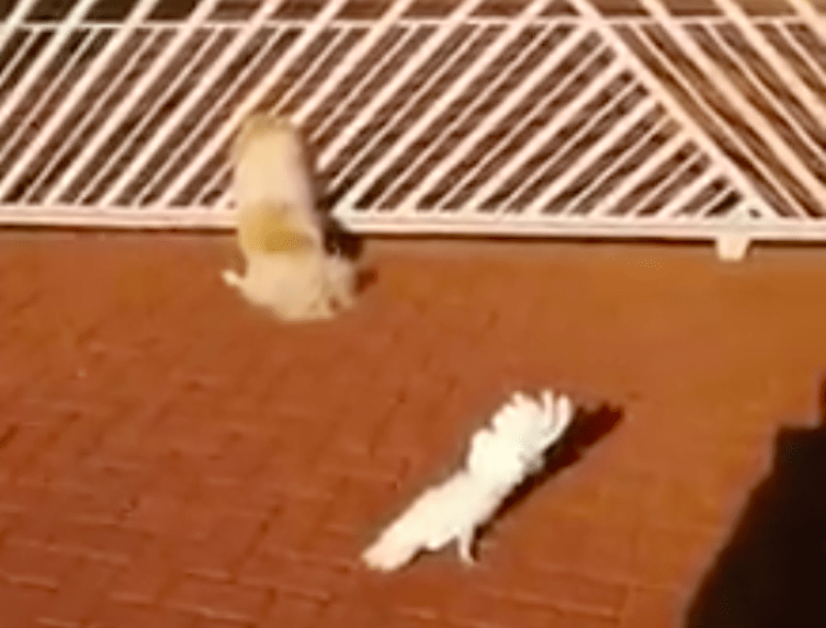 Must Watch Cockatoo barks along with dogs, protecting owner with its flair
