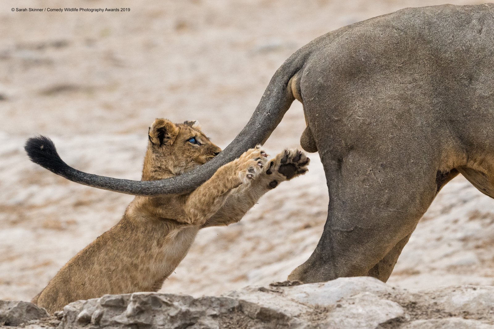 Meet the world's funniest animals, photographed for the Comedy Wildlife