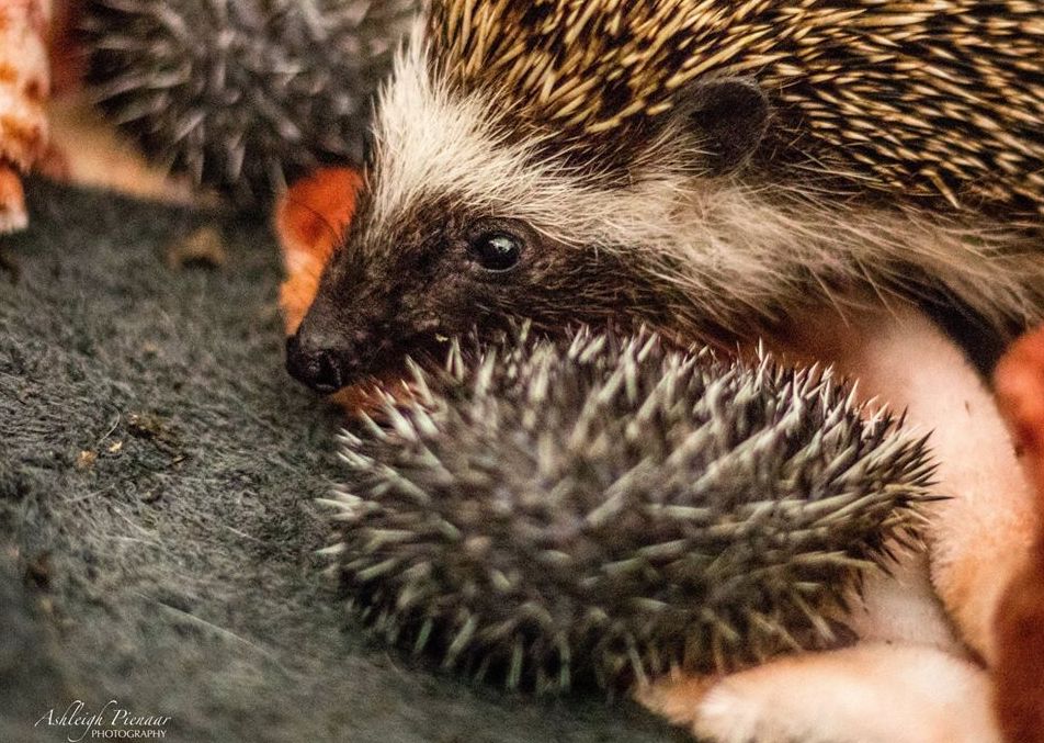 Hedgehog Giving Birth