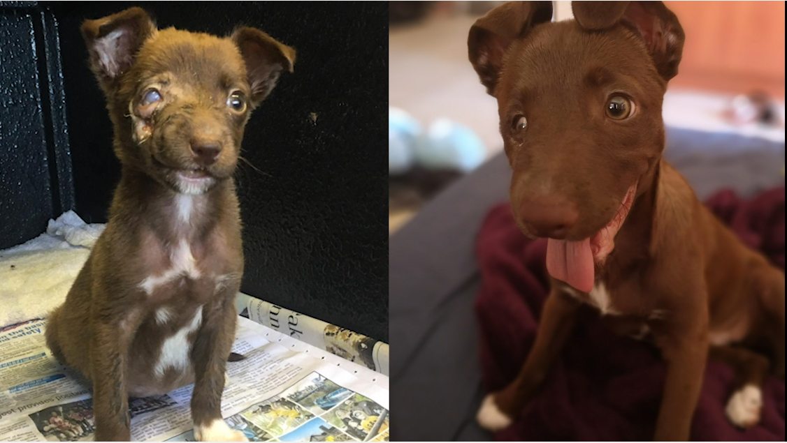Disowned puppy with deformity cutest mascot for Animal Clinic!