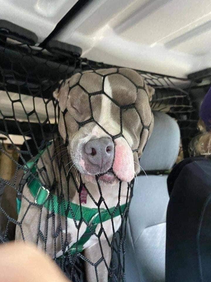 Woman Installed So Dog Wouldn't Disturb Her Driving. It Didn't