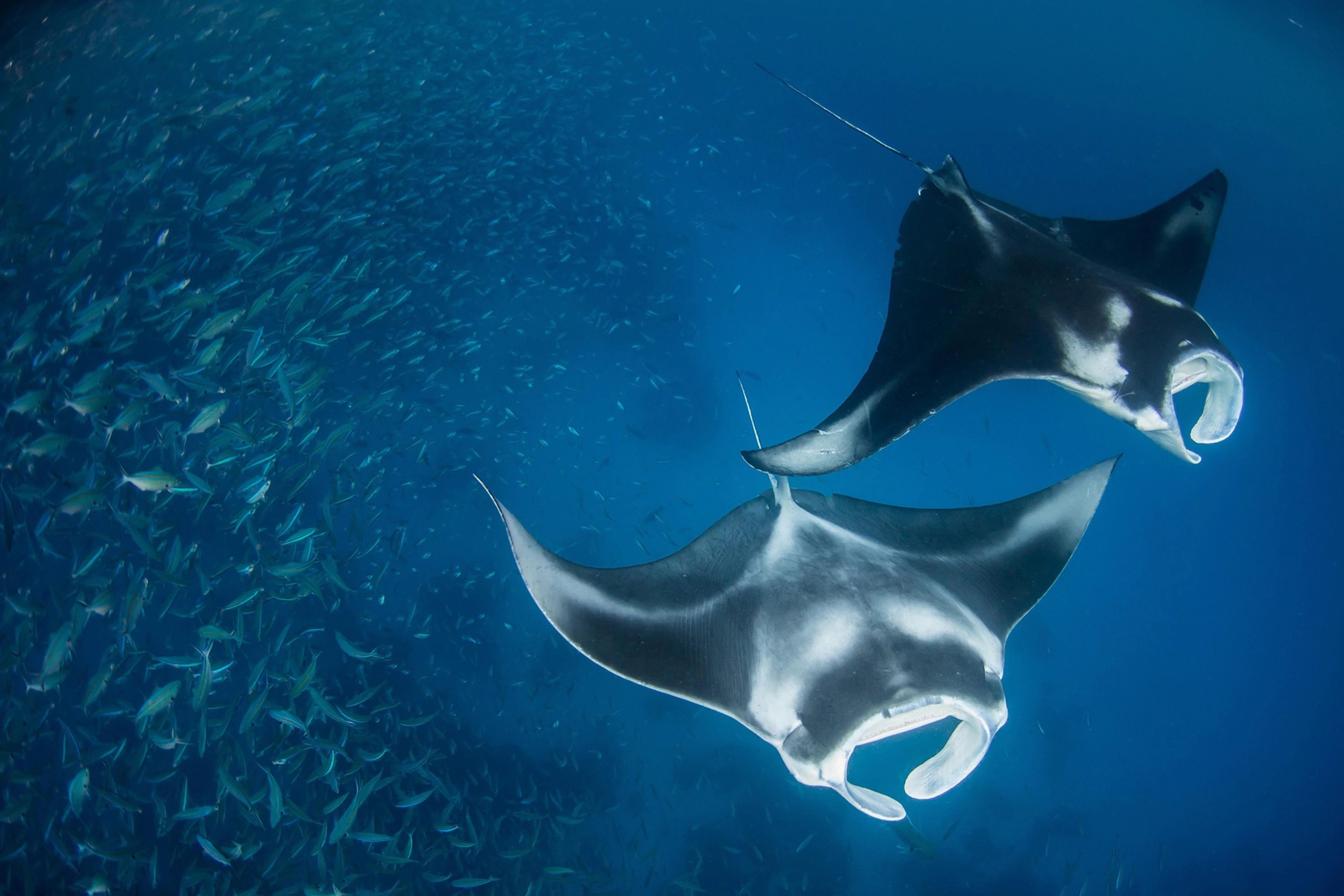 Diver Discovers Large Group Of HighlyEndangered Devil Rays