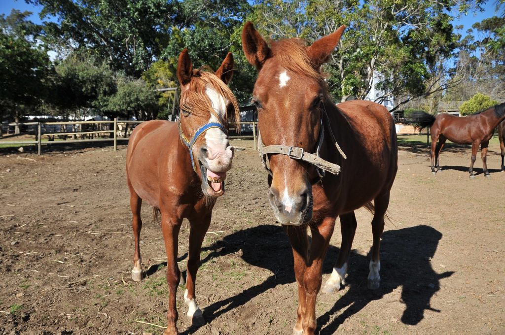 Cart Horse Association in Cape Support Horses during Pandemic